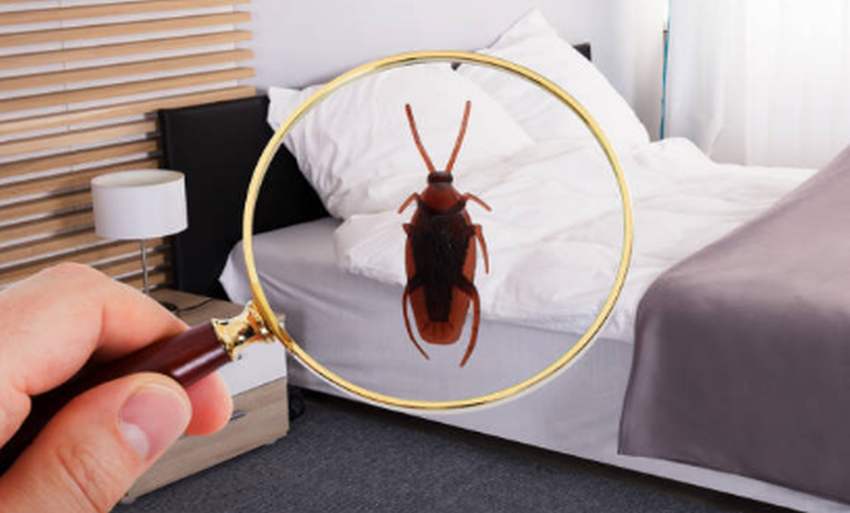 Szódabikarbóna ágyi poloska ellen